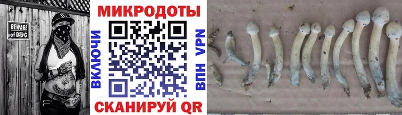 Псилоцибиновые грибы прущие грибы  Дрезна 